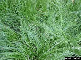 Attēlu rezultāti vaicājumam “Carex capillaris fruit”