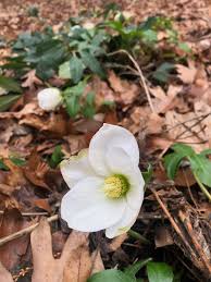 Attēlu rezultāti vaicājumam “Helleborus niger flower”