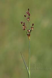 Attēlu rezultāti vaicājumam “Juncus capitatus fruit”