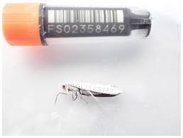 Attēlu rezultāti vaicājumam “Yponomeuta evonymella”