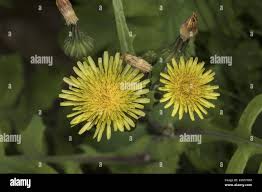 Attēlu rezultāti vaicājumam “Sonchus oleraceus bud”