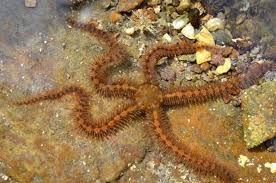 Attēlu rezultāti vaicājumam “Comatricha fragilis macro”