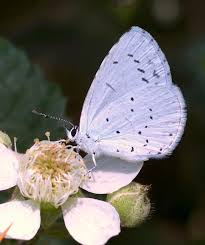 Attēlu rezultāti vaicājumam “Celastrina argiolus male”