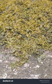 Attēlu rezultāti vaicājumam “Nostoc pruniforme macro”