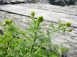 Attēlu rezultāti vaicājumam “Matricaria discoidea flower”