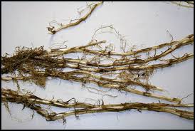 Attēlu rezultāti vaicājumam “Elytrigia repens subsp. arenosa”