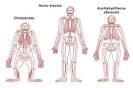 Our Great Grandmothers and Great Grandfathers Were… Apes? « The ...