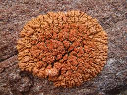 Attēlu rezultāti vaicājumam “Caloplaca saxicola”