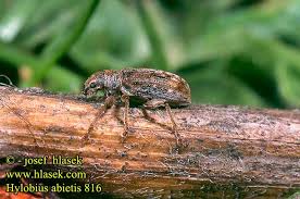 Attēlu rezultāti vaicājumam “Hylobius abietis”