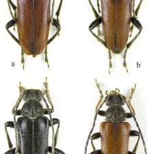 Attēlu rezultāti vaicājumam “Cortodera femorata”