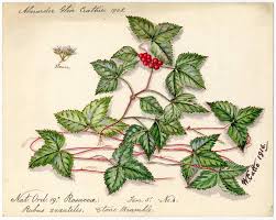 Attēlu rezultāti vaicājumam “Rubus saxatilis leaf”