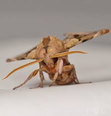 Attēlu rezultāti vaicājumam “Licea castanea macro”