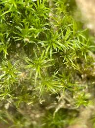 Attēlu rezultāti vaicājumam “Eucladium verticillatum”