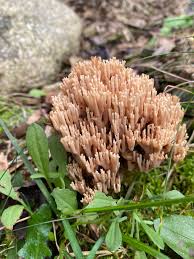 Attēlu rezultāti vaicājumam “Ramaria formosa”