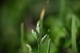 Attēlu rezultāti vaicājumam “Poa annua”