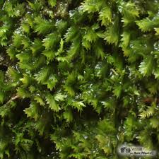 Attēlu rezultāti vaicājumam “Fissidens taxifolius”