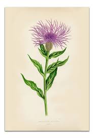 Attēlu rezultāti vaicājumam “Centaurea phrygia flower”
