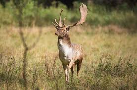 Attēlu rezultāti vaicājumam “Dama dama”