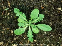 Attēlu rezultāti vaicājumam “Capsella bursa-pastoris leaf”