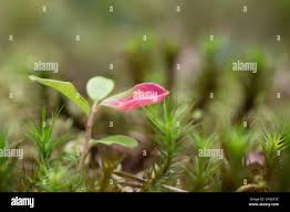 Attēlu rezultāti vaicājumam “Exobasidium vaccinii”