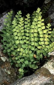 Attēlu rezultāti vaicājumam “Asplenium viride”