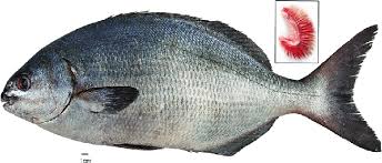 Image result for Kyphosus