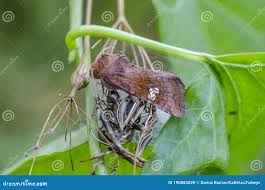 Attēlu rezultāti vaicājumam “Amphipoea”