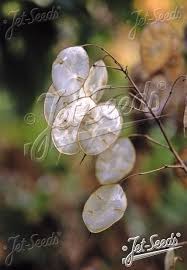 Image result for Lunaria annua