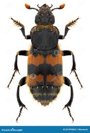 Attēlu rezultāti vaicājumam “Nicrophorus vespillo”