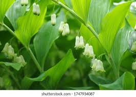 Attēlu rezultāti vaicājumam “Polygonatum odoratum bud”