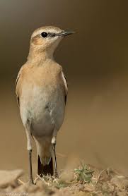 Attēlu rezultāti vaicājumam “Oenanthe oenanthe male”