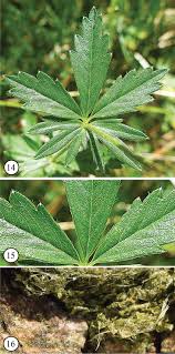 Attēlu rezultāti vaicājumam “Potentilla erecta fruit”