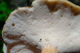 Attēlu rezultāti vaicājumam “Polyporus ciliatus”