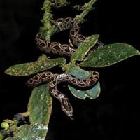 Attēlu rezultāti vaicājumam “Badhamia flavoglauca sessile”