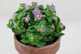 Image result for Exacum affine