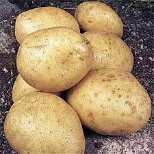 Attēlu rezultāti vaicājumam “Solanum tuberosum”