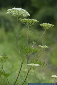 Attēlu rezultāti vaicājumam “Cnidium dubium leaf”