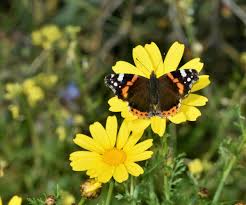 Attēlu rezultāti vaicājumam “Vanessa atalanta upperside”