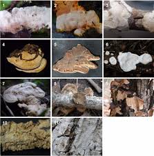Attēlu rezultāti vaicājumam “Antrodiella semisupina”
