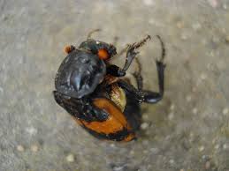 Attēlu rezultāti vaicājumam “Nicrophorus investigator imago”