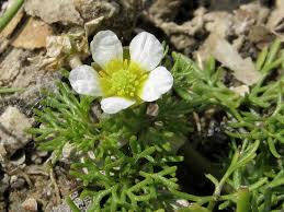 Attēlu rezultāti vaicājumam “Batrachium”