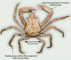 Image result for Hyas coarctatus