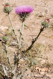 Attēlu rezultāti vaicājumam “Cirsium x rigens flower”