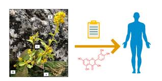 Attēlu rezultāti vaicājumam “Solidago virgaurea bud”
