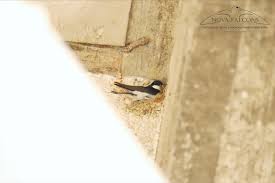 Attēlu rezultāti vaicājumam “Delichon urbicum nest”