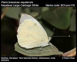 Attēlu rezultāti vaicājumam “Pieris brassicae”
