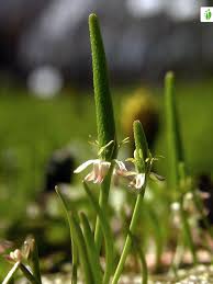 Attēlu rezultāti vaicājumam “Myosurus minimus flower”
