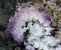 Attēlu rezultāti vaicājumam “Phlebia centrifuga”