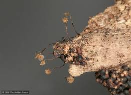 Attēlu rezultāti vaicājumam “Cribraria rubiginosa spores”