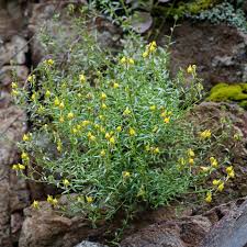 Attēlu rezultāti vaicājumam “Linaria loeselii leaf”